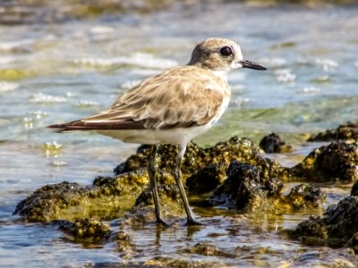 Bird Shorebird Sandpiper Fauna