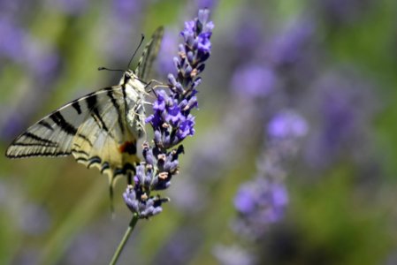 Butterfly Moths And Butterflies Insect Nectar photo