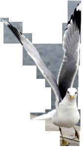 Beak Bird Feather Product Design