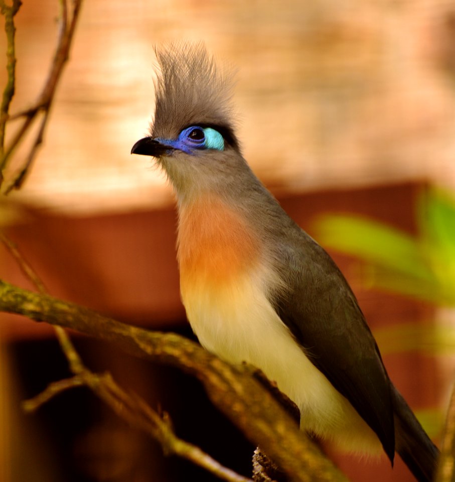 Bird Fauna Beak Wildlife