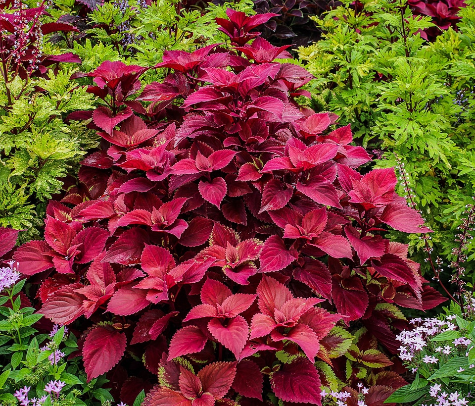 Ornamental plant coleus blumei garden