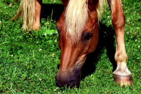 Horse Grass Fauna Mane photo