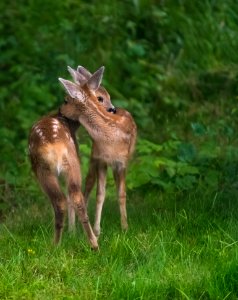 Fauna Wildlife Mammal Deer