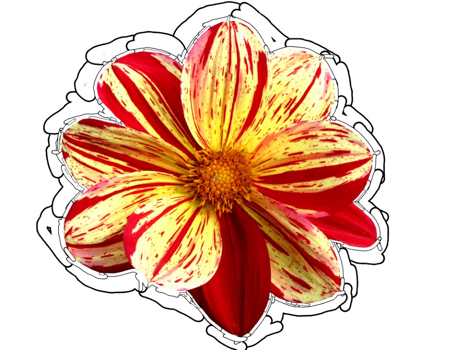Flower Flowering Plant Plant Petal