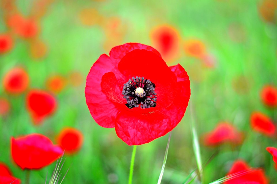 Flower Red Wildflower Coquelicot