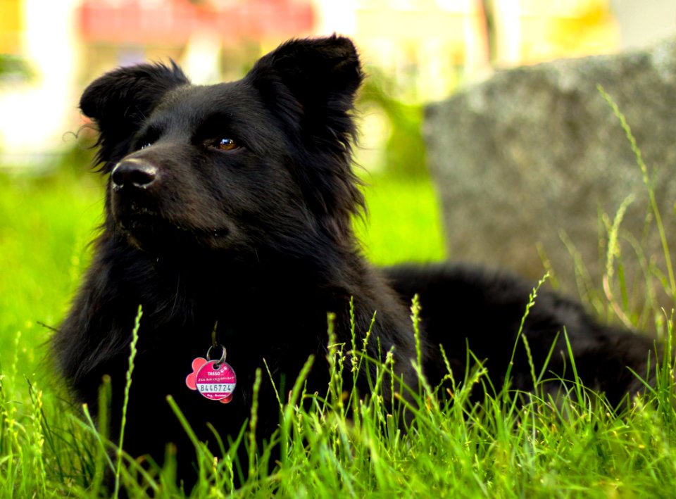 Dog Dog Like Mammal Dog Breed Dog Breed Group