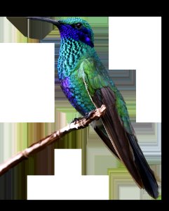 Bird Fauna Beak Feather