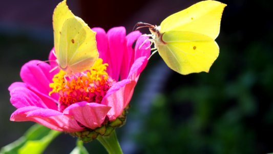 Flower Butterfly Nectar Insect photo