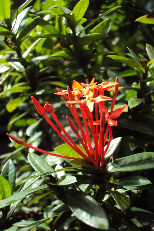 Green red flower flower