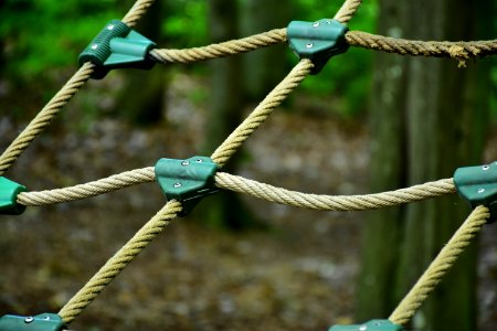 Rope Branch Tree Plant Stem