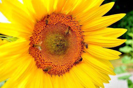 Flower Sunflower Honey Bee Yellow photo