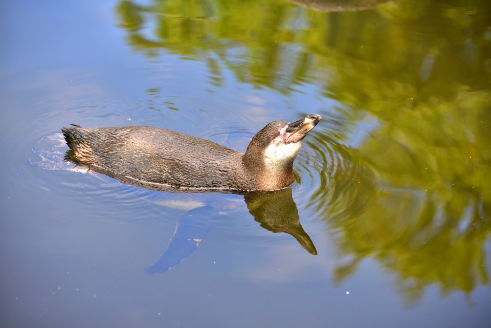 Water Fauna Wildlife Mammal