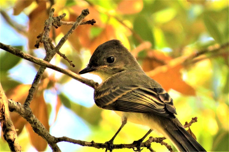 Bird Fauna Beak Branch