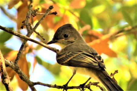 Bird Fauna Beak Branch photo