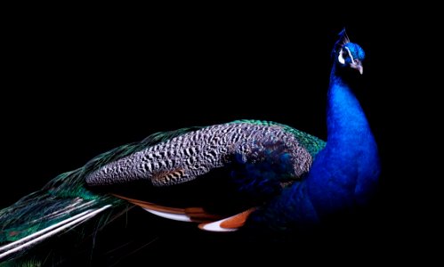 Feather Bird Beak Cobalt Blue photo