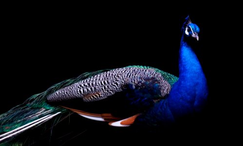 Feather Bird Beak Cobalt Blue