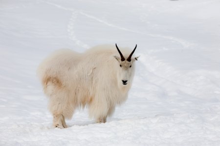 Mountain Goat Snow Goats Cow Goat Family