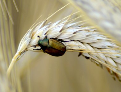 Insect Fauna Invertebrate Close Up
