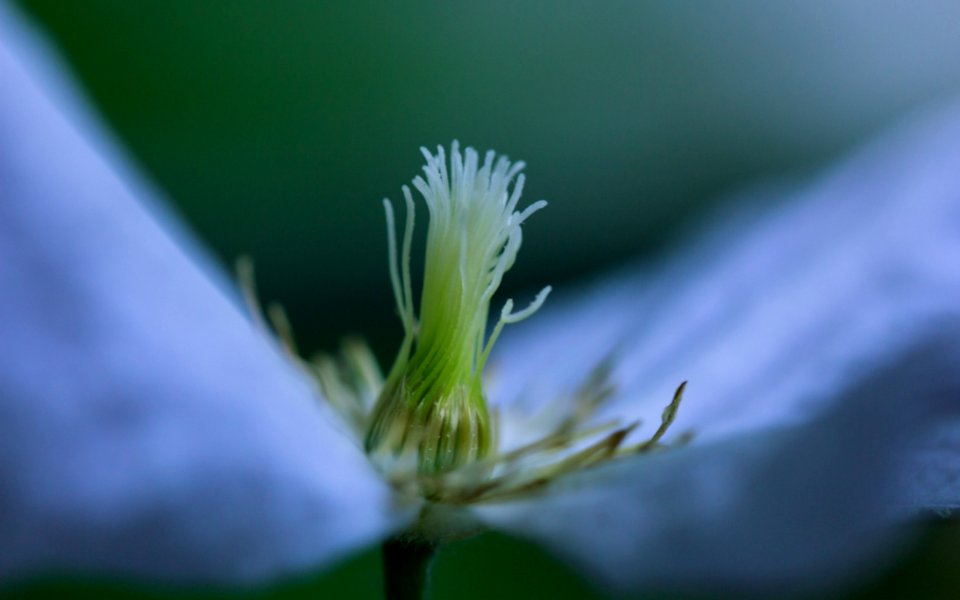 Close Up Flora Flower Plant
