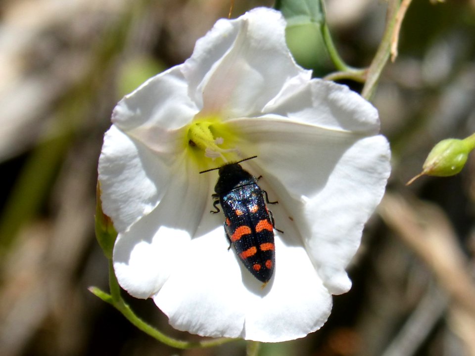 White Flora Flower Insect