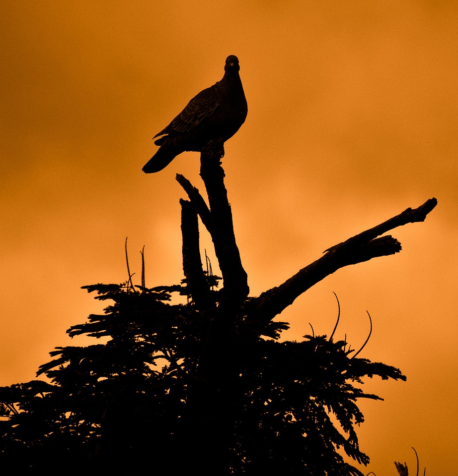 Silhouette peace sunset
