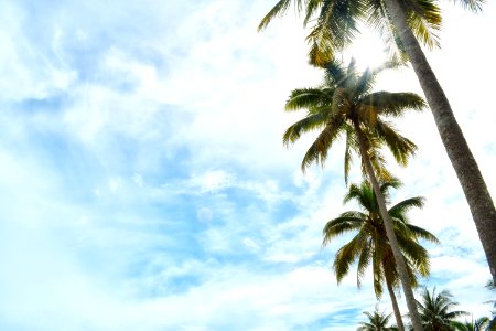 Sky Cloud Tree Palm Tree photo