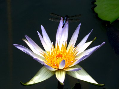 Flower Flora Plant Water
