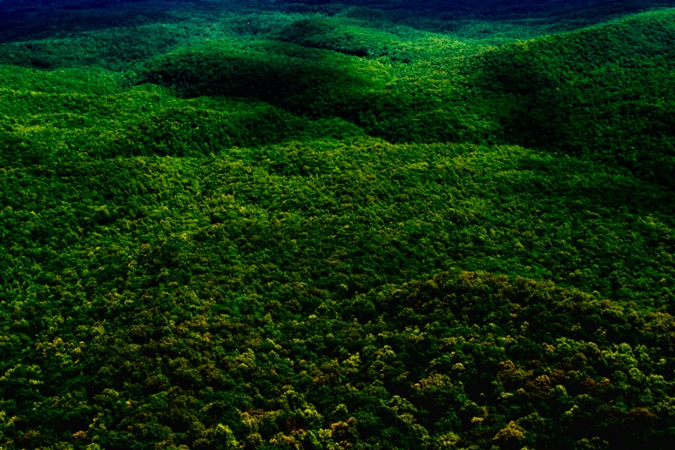 Vegetation Ecosystem Nature Reserve Grass