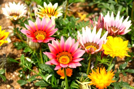Flower Plant Flora Flowering Plant