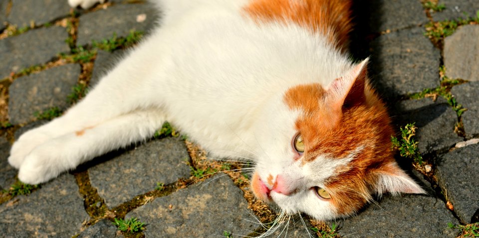 Cat Fauna Small To Medium Sized Cats Whiskers photo