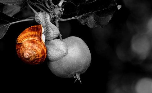 Snails And Slugs Snail Still Life Photography Close Up photo