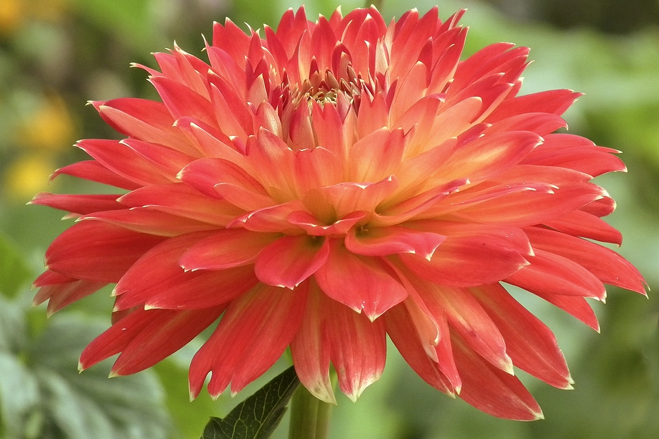 Bloom garden dahlia garden