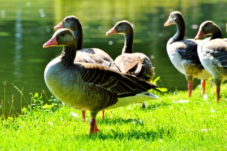 Bird Duck Ducks Geese And Swans Water Bird photo