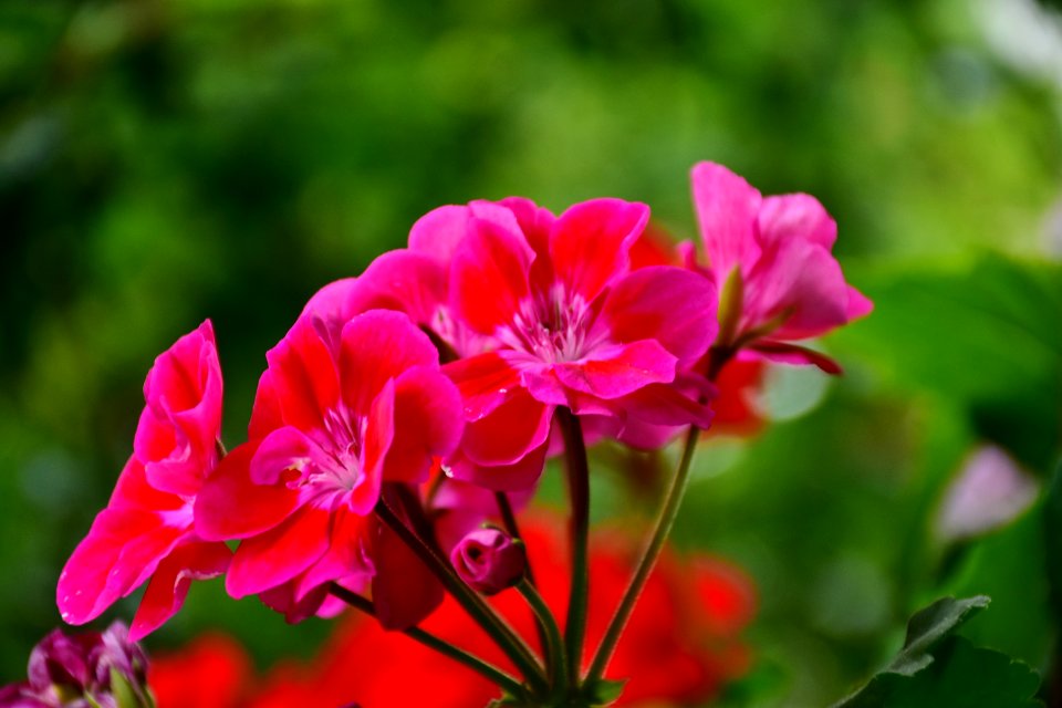 Flower Plant Pink Flora photo