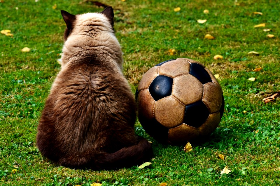 Mammal Grass Fauna Snout