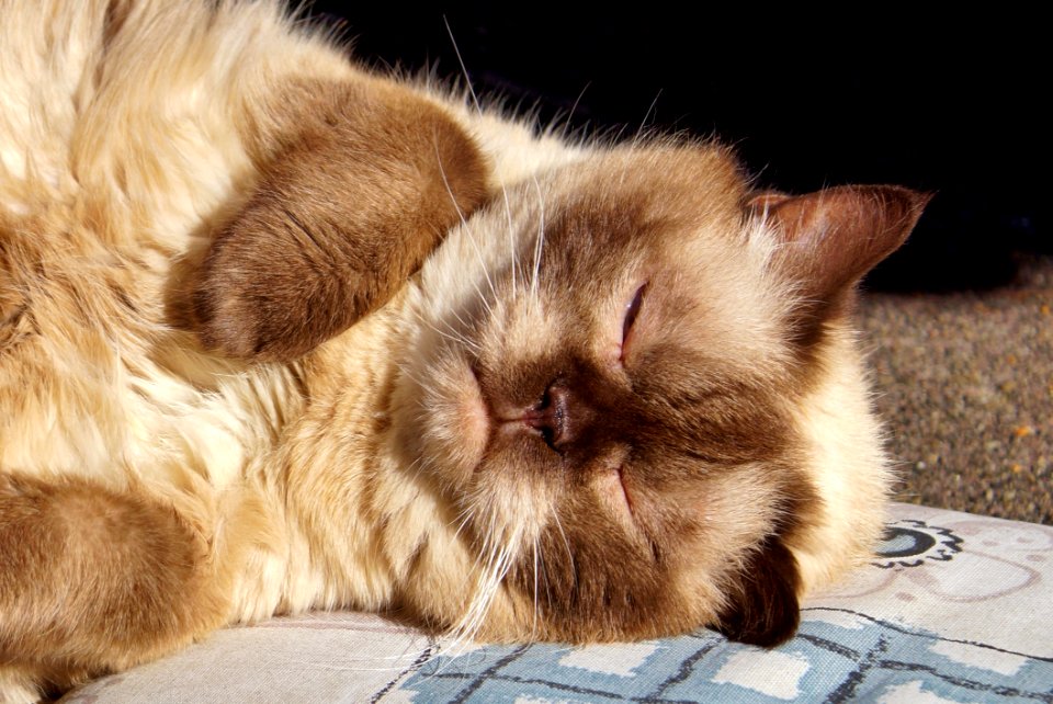 Cat Whiskers Small To Medium Sized Cats Fur