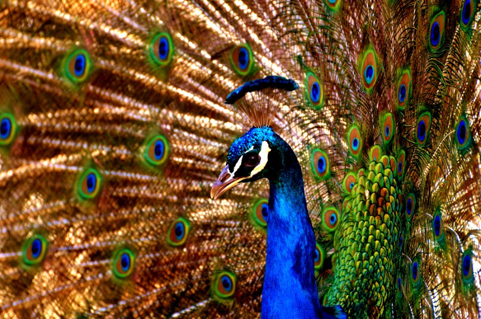 Peafowl Fauna Feather Bird