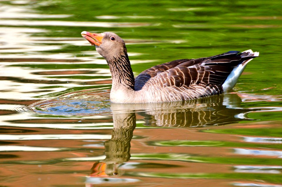 Bird Water Bird Fauna Goose