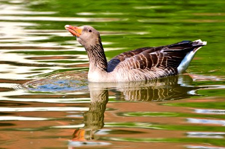 Bird Water Bird Fauna Goose photo