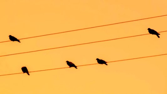 Bird Sky Ecosystem Fauna photo