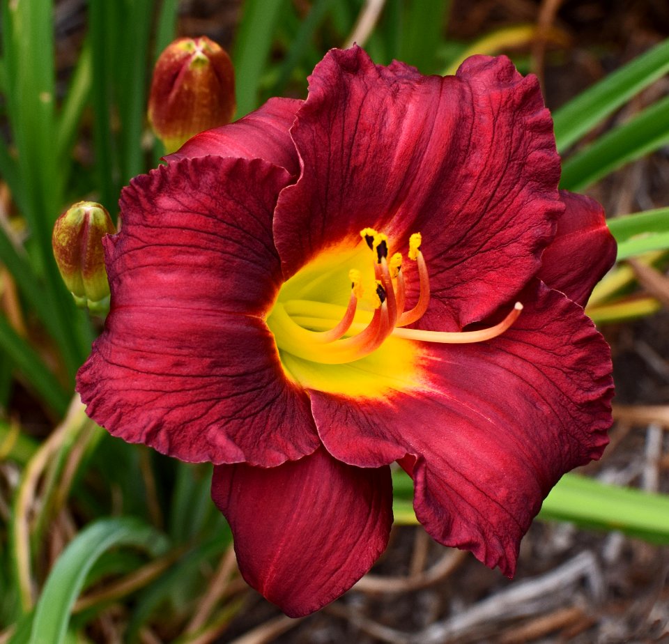 Daylily Flora Petal Wildflower