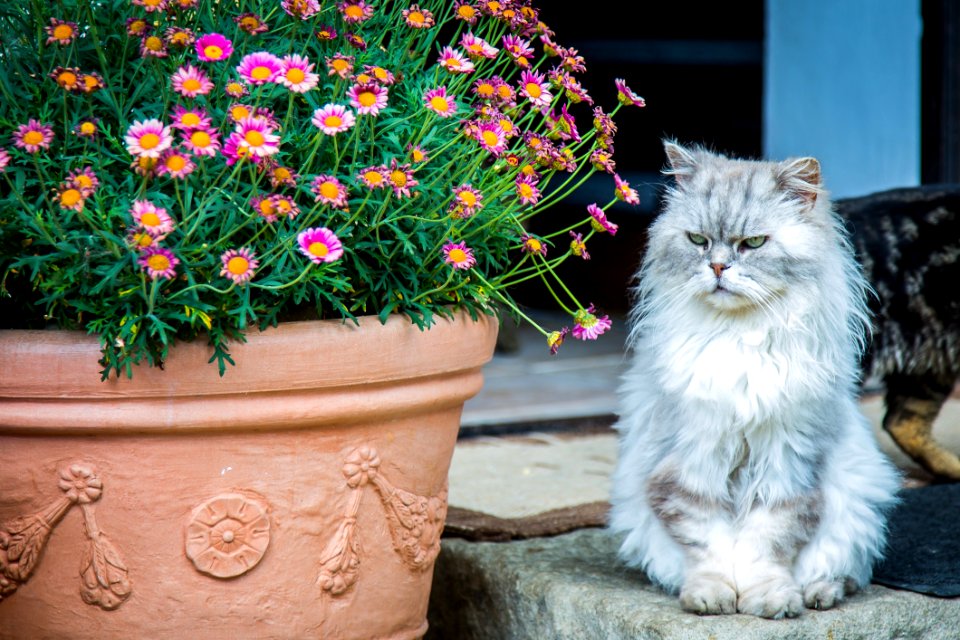 Cat Flower Small To Medium Sized Cats Plant