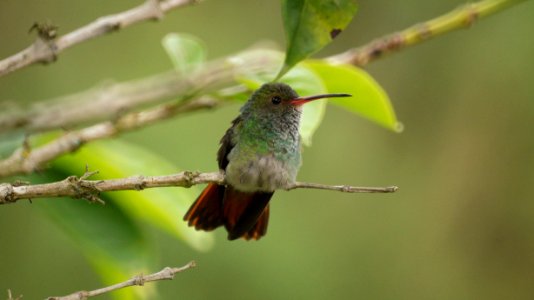 Bird Hummingbird Beak Fauna photo