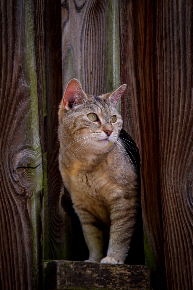 Cat Fauna Mammal Small To Medium Sized Cats