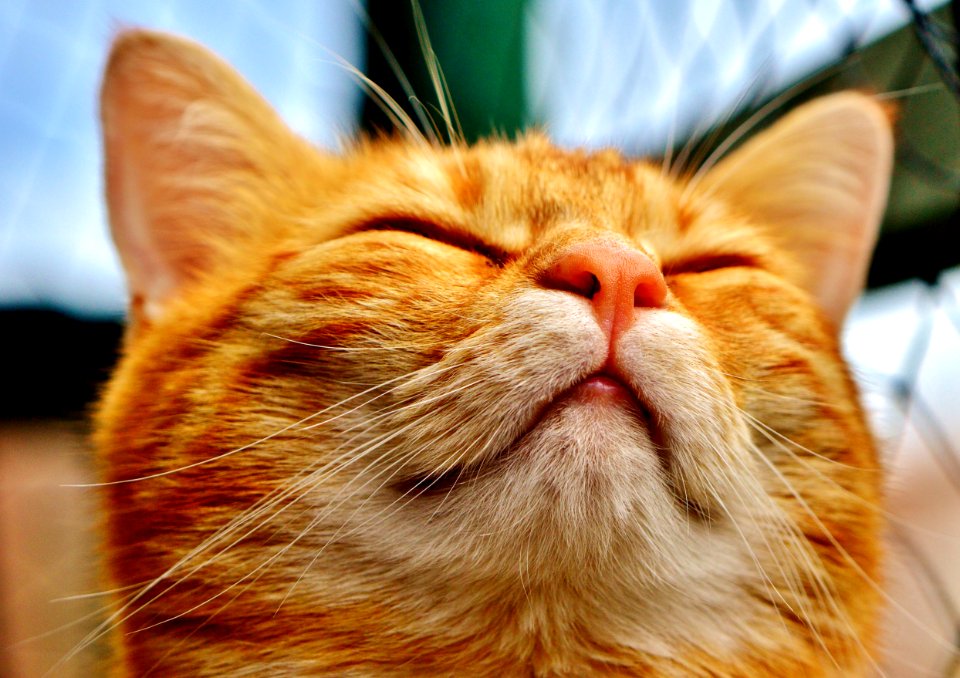 Cat Whiskers Nose Small To Medium Sized Cats