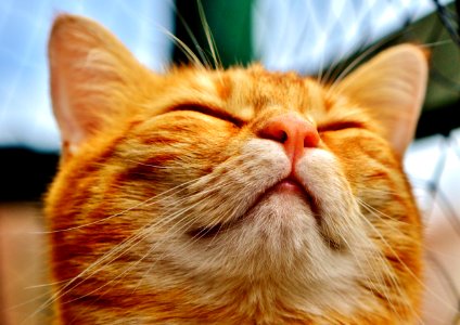 Cat Whiskers Nose Small To Medium Sized Cats