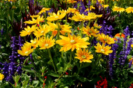 Flower Plant Wildflower Annual Plant photo