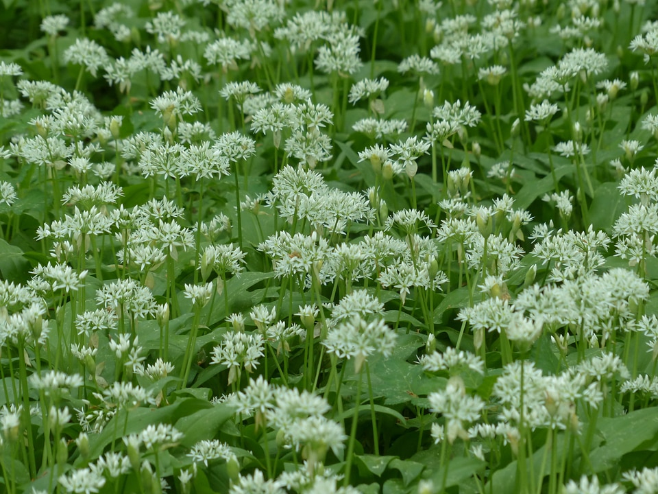 Forest plant allium ursinum