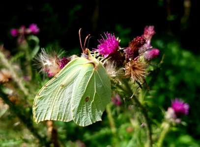 Flower Plant Flora Thistle photo