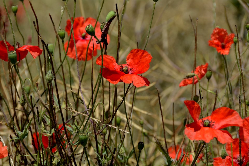 Flower Wildflower Plant Poppy